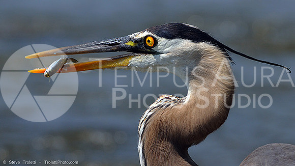 Great Blue Heron Fishing / Grand Héron à la pêche - 2