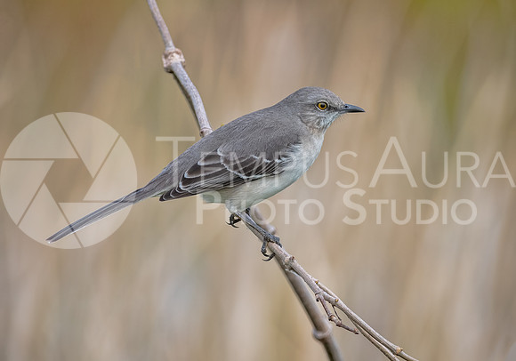 Northern Mockingbird perched on a branch