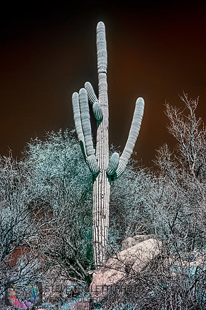 Saguaro Cactus - Arizona - INFRARED