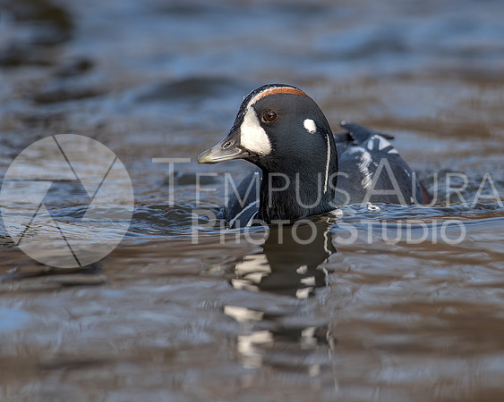 Male Harlequin duck / Arlequin plongeur
