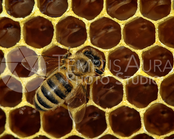Bee / Abeille / Biene / Ape