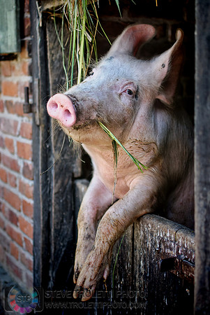 Pig on a barn door / Porc sur une porte de grange