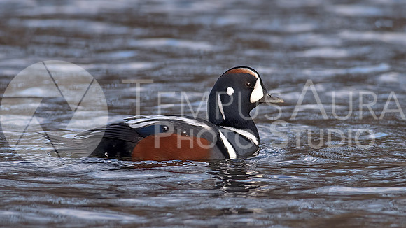 Harlequin duck - Arlequin plongeur