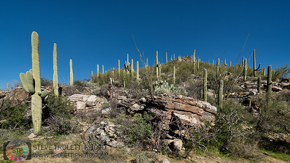 Saguaro Cactus Arizona