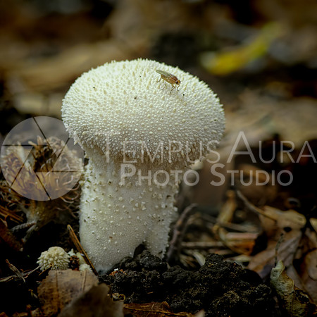 Mushroom / Champignon