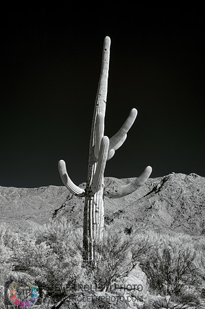 Saguaro Cactus - Arizona - INFRARED