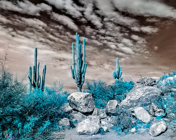 Saguaro Cactus - Arizona - INFRARED