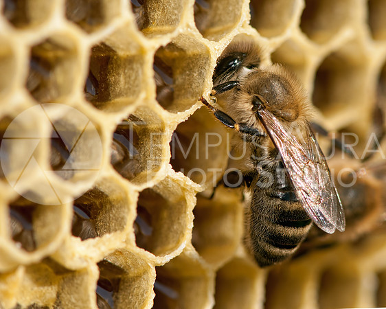 Bee / Abeille / Biene / Ape
