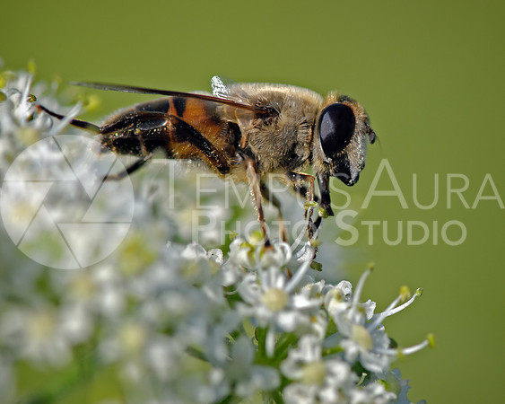 Drone Fly / éristale tenace (Eristalis tenax)