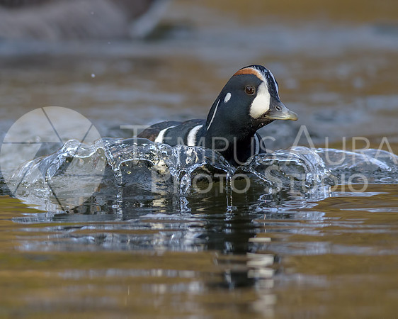 Male Harlequin duck splashing / Arlequin plongeur