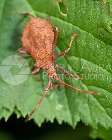Pentatomoidea / Pentatomoidea