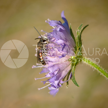Gathering Pollen / Butiner