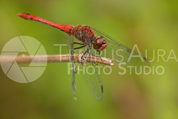 Ruddy Darter / Sympétrum rouge sang