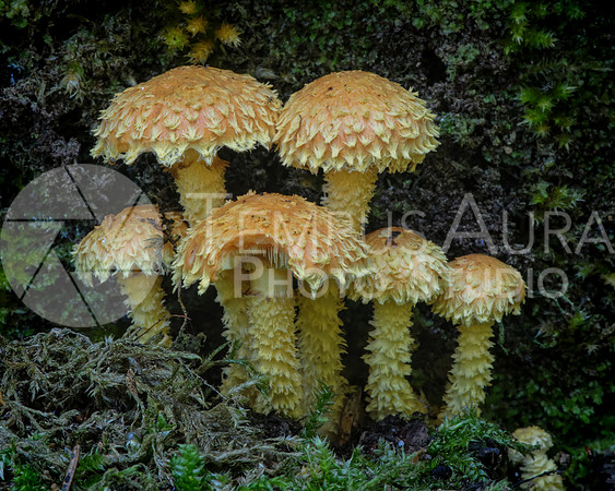 Swiss Mushrooms / Champignons Suisse