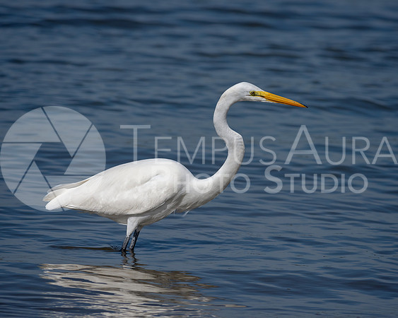 Great egret (Ardea alba)
