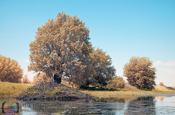 hutte de castor - Beaver Lodge - Full-Spectrum