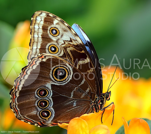 Blue Morpho Wings Closed / Morpho Bleu ailes fermées