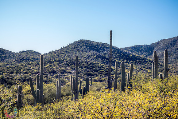 Saguaro Cactus Arizona