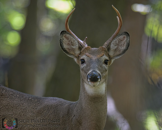 Cerf de Virginie / White-tailed deer