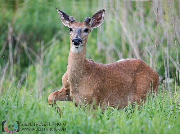 Cerf de Virginie - White-tailed deer 2
