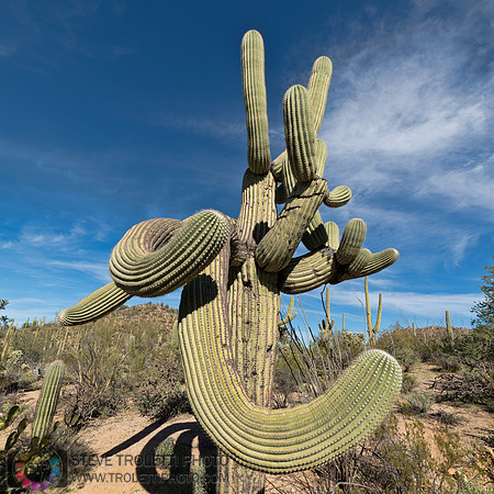 Saguaro Cactus Arizona
