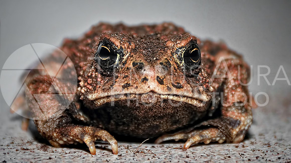 Eastern American toad / Crapaud d'Amérique