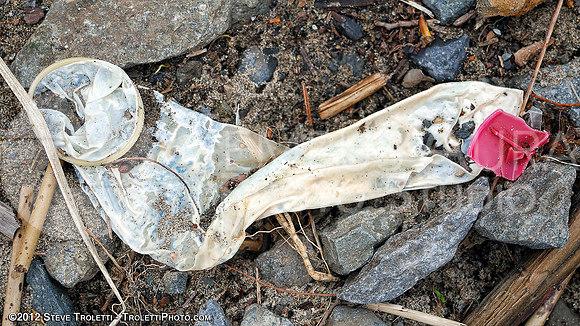 Trash Littering the banks of Montreal's Île-de-la-Visitation Nature Park