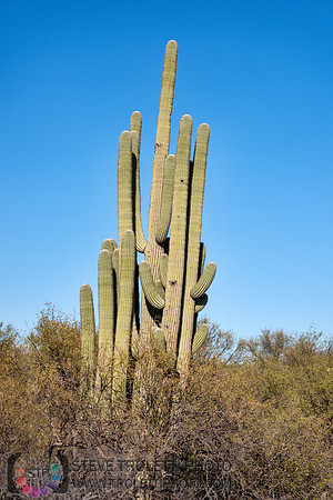 Saguaro Cactus Arizona