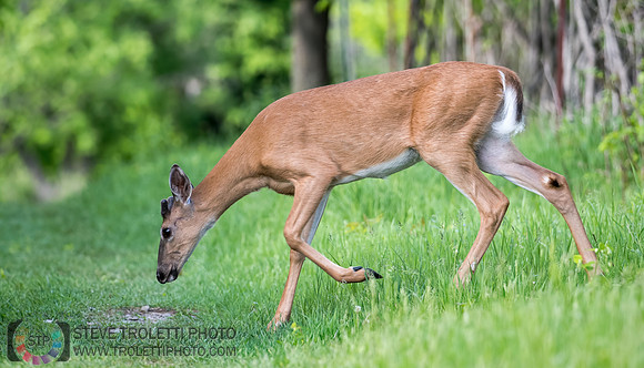 Cerf de Virginie - White-tailed deer 1