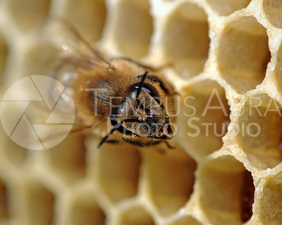Bee / Abeille / Biene / Ape