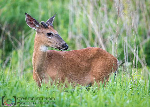 Cerf de Virginie - White-tailed deer 3