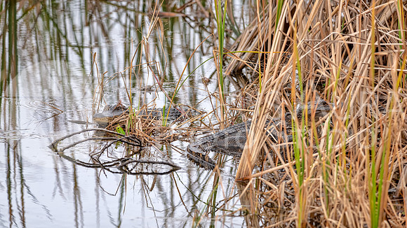 American alligator