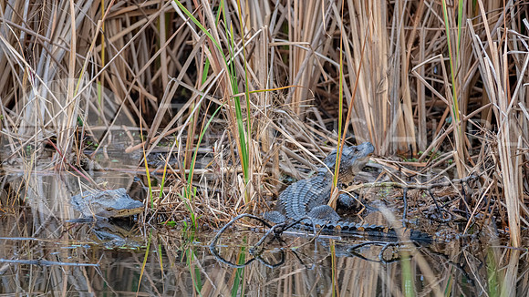 American alligator