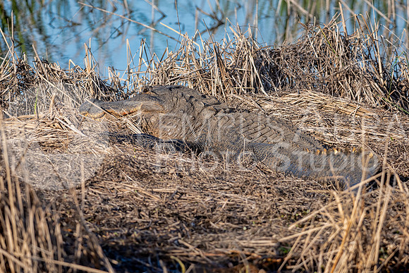 American alligator