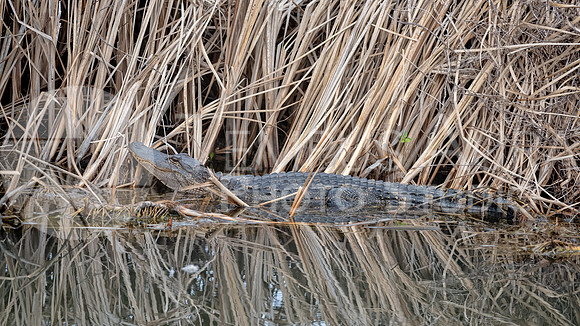 American alligator