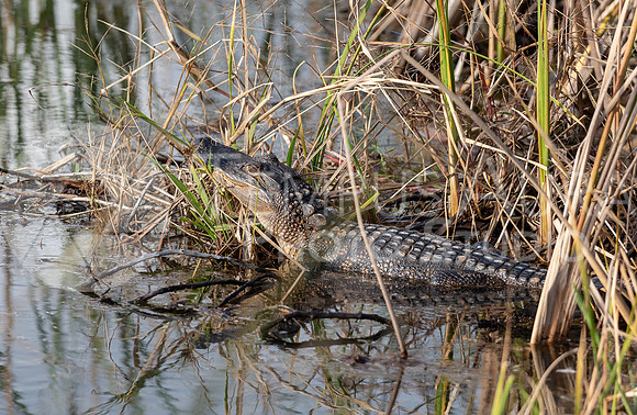 American alligator