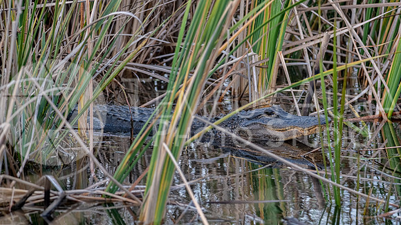 American alligator