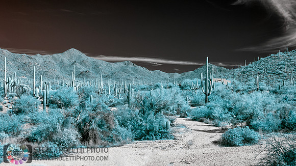 Saguaro Cactus - Arizona - INFRARED