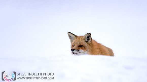 Red Fox on the Prowl / Renard roux à l'affut