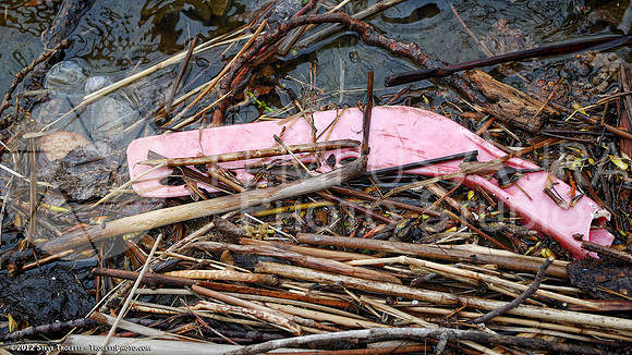 Trash Littering the banks of Montreal's Île-de-la-Visitation Nature Park