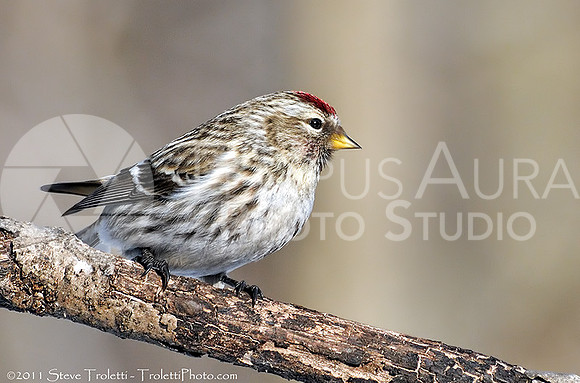Common Redpoll / Sizerin flammé