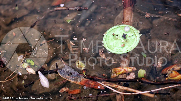 Trash Littering the banks of Montreal's Île-de-la-Visitation Nature Park