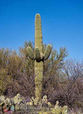 Saguaro Cactus Arizona