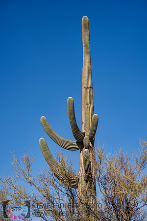 Saguaro Cactus Arizona
