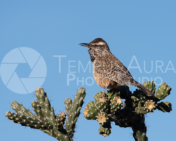 cactus wren /  Troglodyte des cactus 1