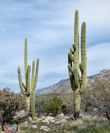 Saguaro Cactus Arizona
