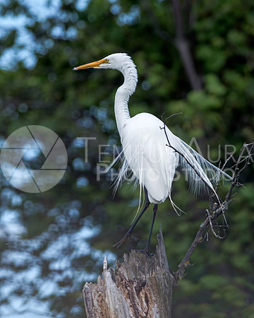 Great Egret / Grande Aigrette