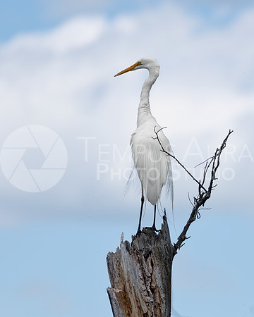 Great Egret / Grande Aigrette