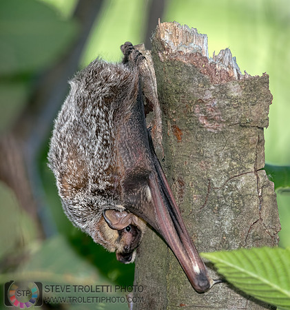 Hoary bat / Chauve-souris cendrée