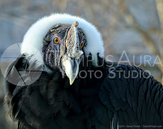 Andean Condor / Condor des Andes